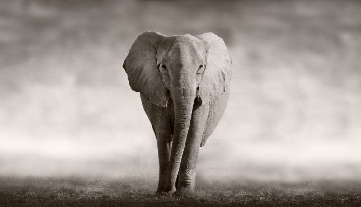 sales enablement elephant