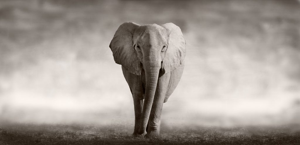 sales enablement elephant
